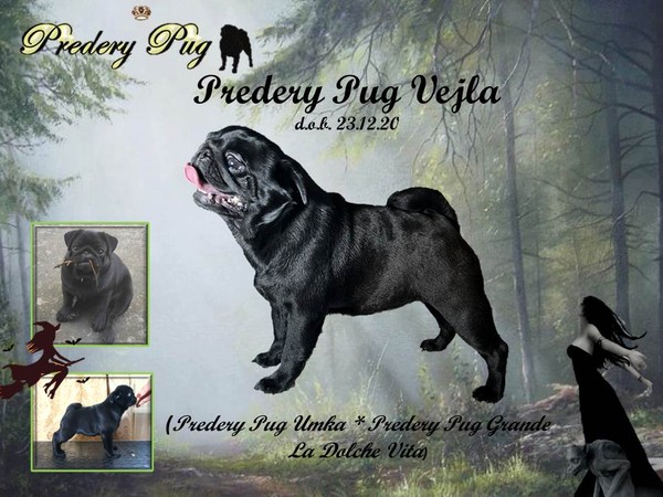 Predery Pug Vejla