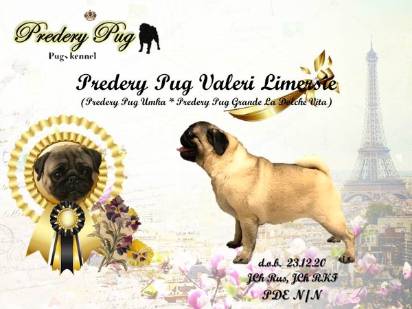 Predery Pug Valeri Limersie